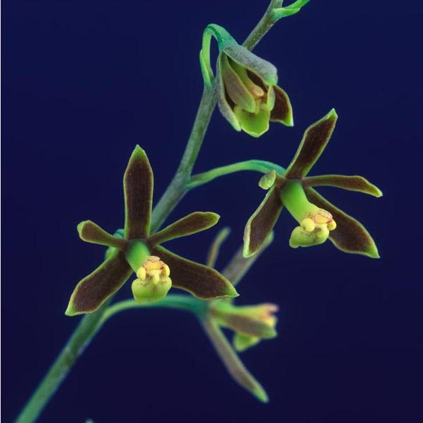 Prosthechea barbozae
